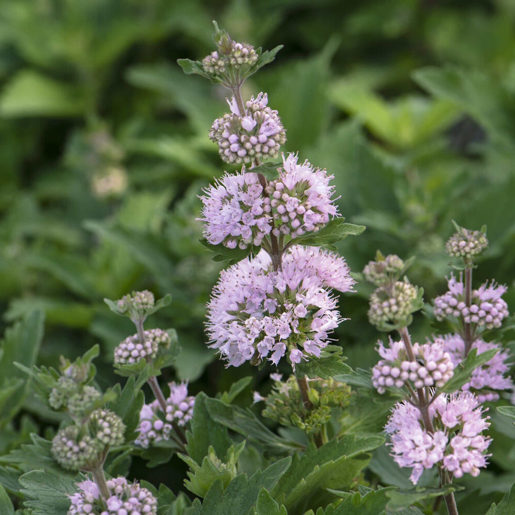 Caryopteris Stephi® Roze - Willemse