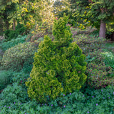 Hinoki-cipres Aurora - Chamaecyparis obtusa Aurora - Willemse