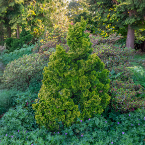 Hinoki-cipres Aurora - Chamaecyparis obtusa Aurora - Willemse