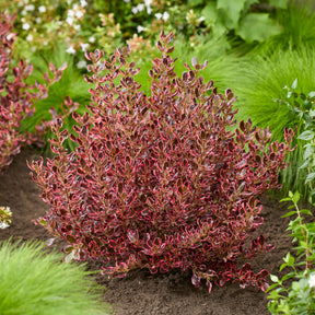 Coprosma Eclipse® - Coprosma repens Eclipse® - Willemse