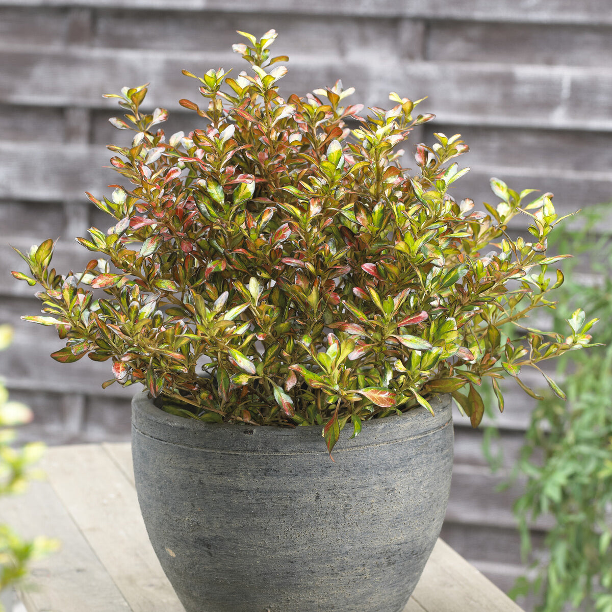 Coprasm Eclipse Coprosma kopen voor pot, border of lage haag | Willemse