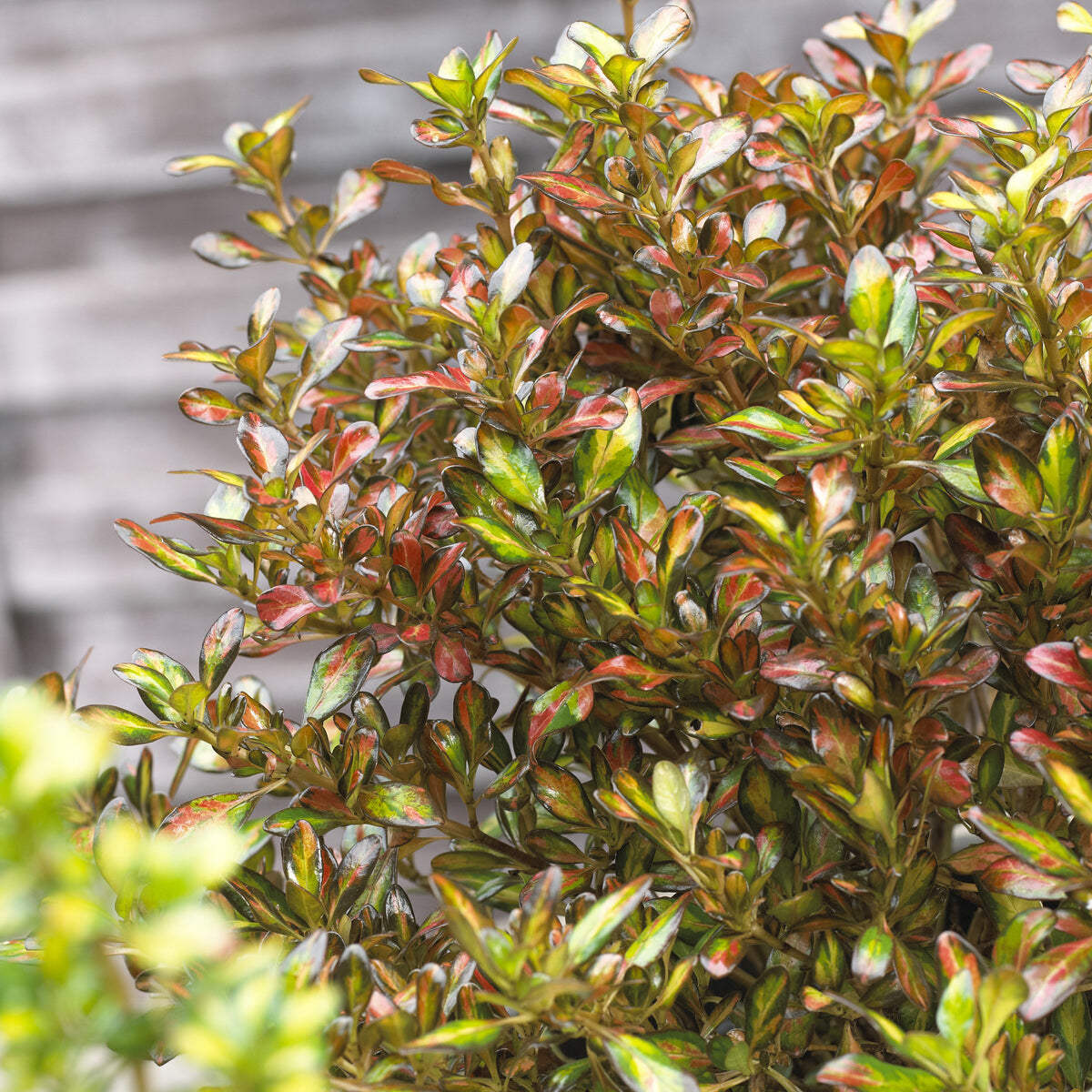 Coprosma - Willemse