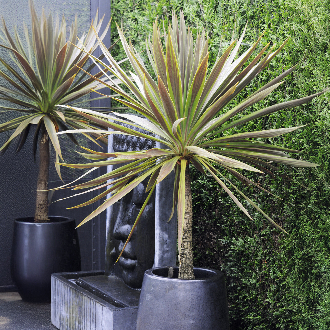 Australische cordyline Choc-Mint® - Willemse
