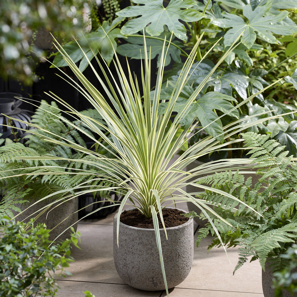Australische cordyline Lime Passion® - Cordyline australis Lime Passion® - Willemse