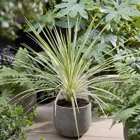 Australische cordyline Lime Passion® - Cordyline australis Lime Passion® - Willemse