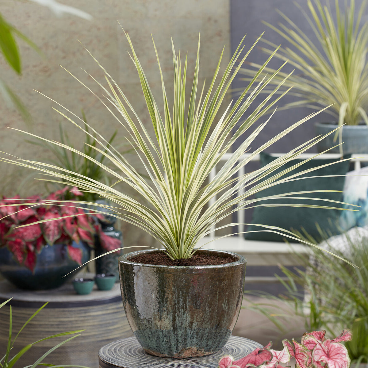 Australische cordyline Lime Passion® - Willemse