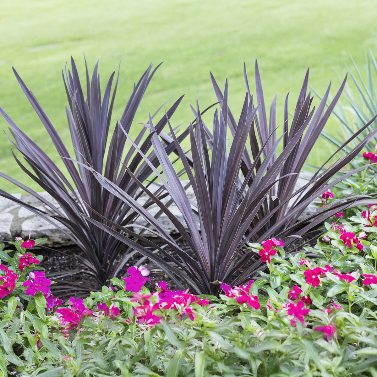 Australische cordyline Red Sensation® - Willemse