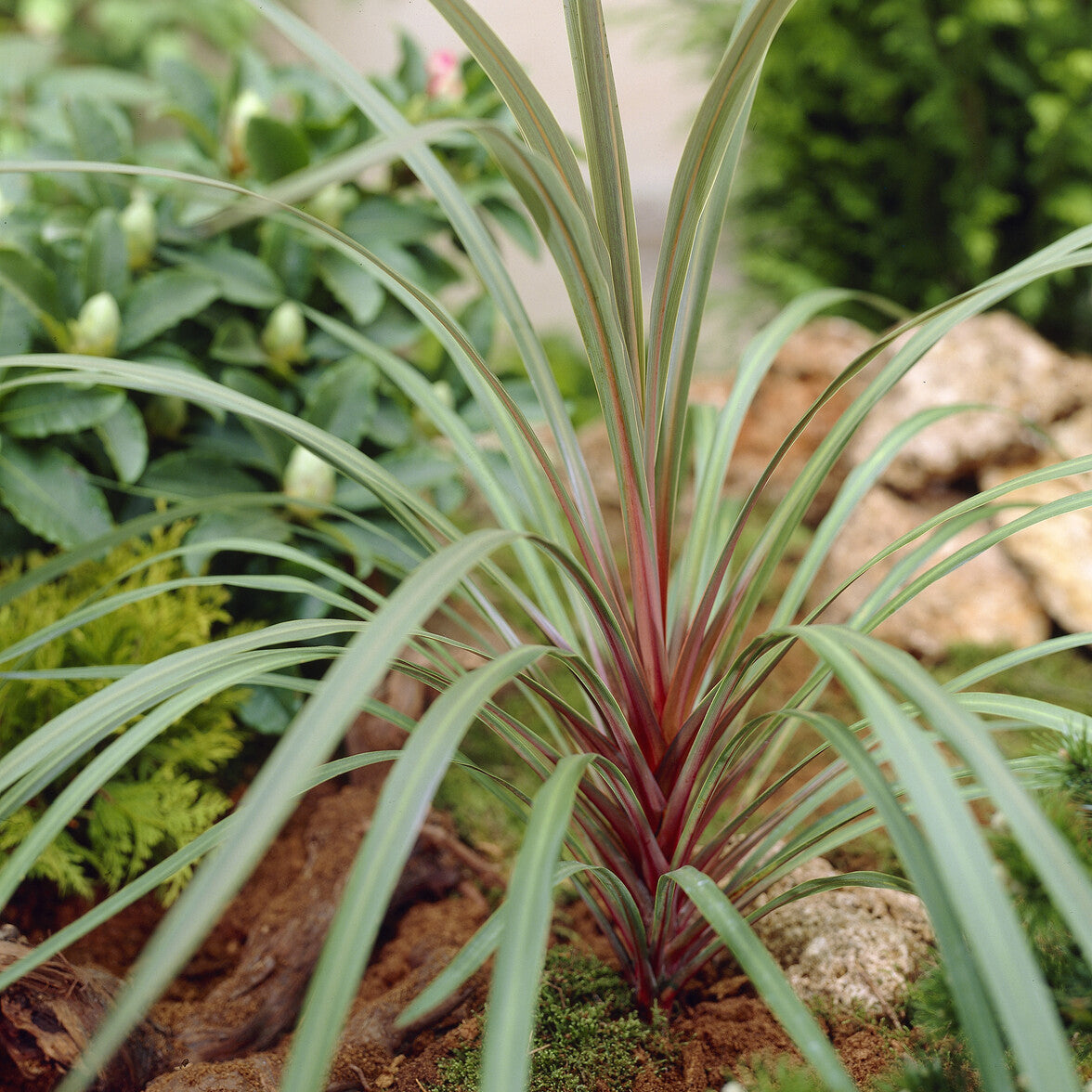 Australische cordyline Sundance® - Willemse