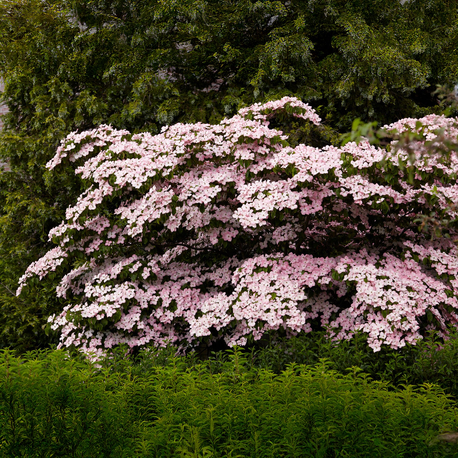 Bloeiende bomen - Japanse kornoelje Satomi - Cornus kousa Satomi
