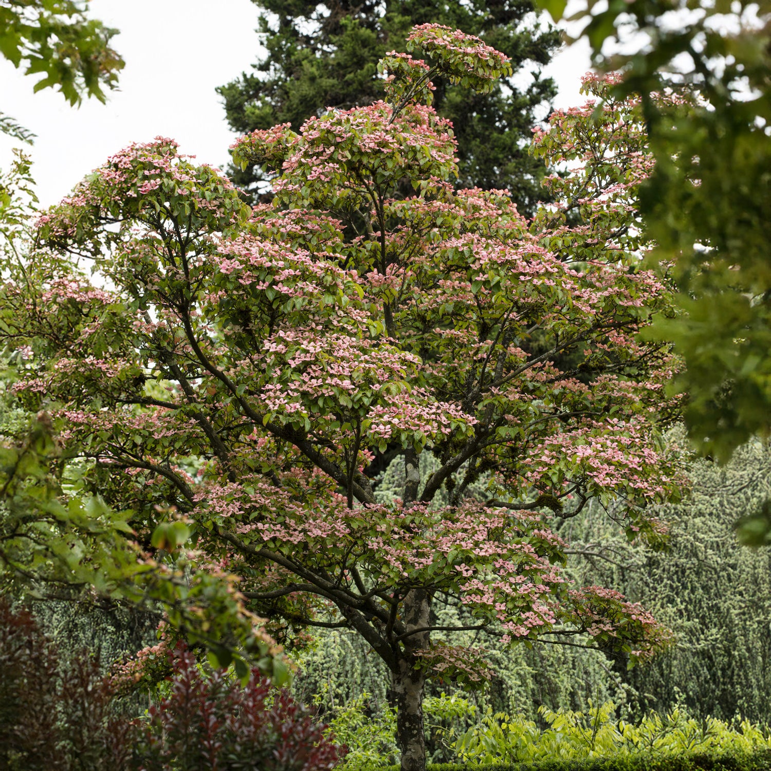 Japanse kornoelje Satomi - Cornus kousa Satomi - Willemse