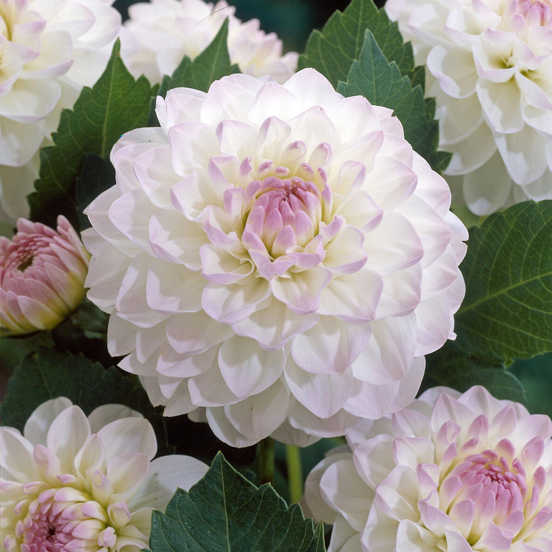 Dahlia Eveline - Dahlia Ball Evelyne - Willemse