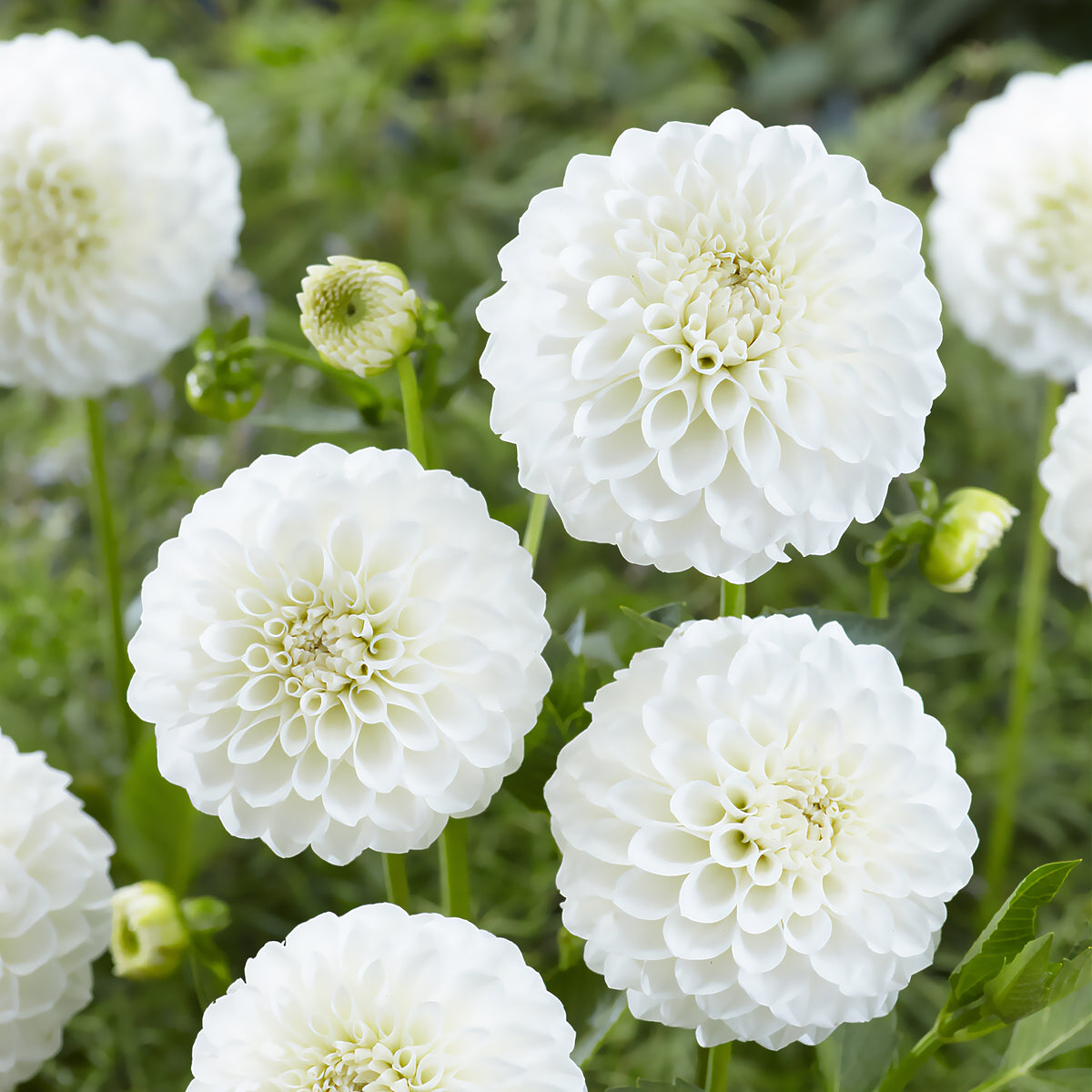 Dahlia's 'Boom Boom White' (x3) - Willemse