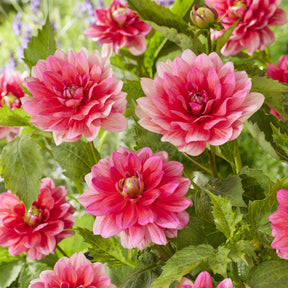 Dwerg decoratieve dahlia Berliner Kleene - Willemse