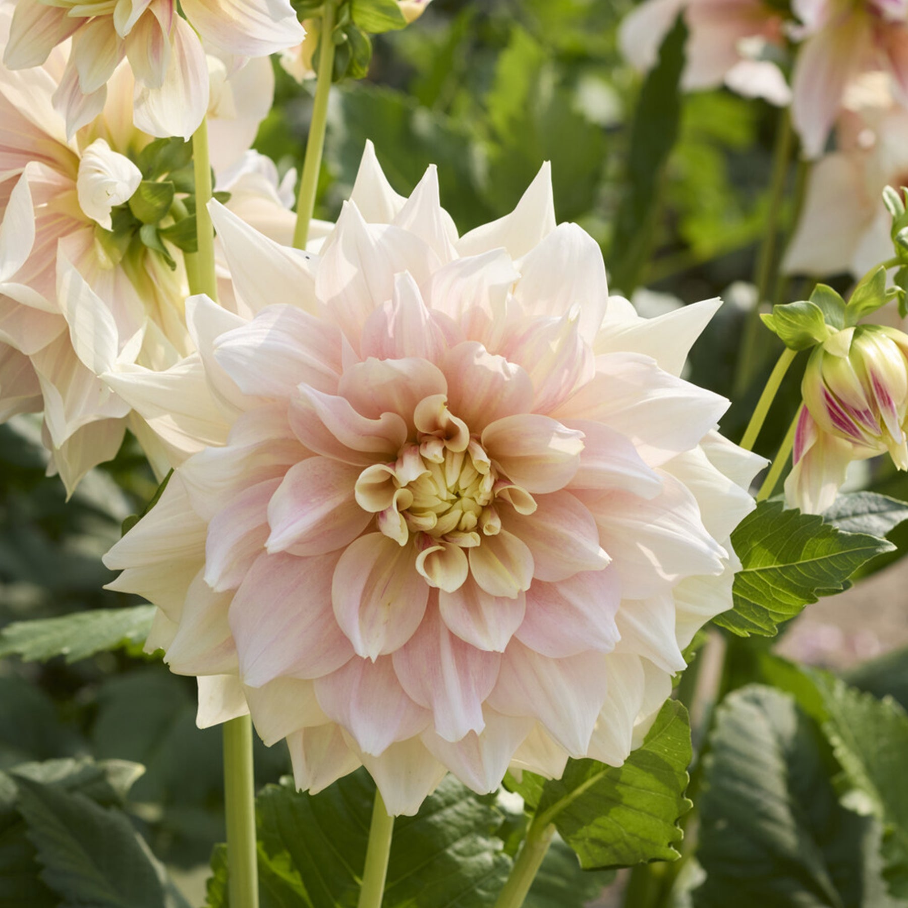 Decoratieve dahlia Break Out - Willemse