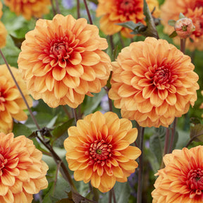 Decoratieve dahlia David Howard - Dahlia David Howard - Willemse