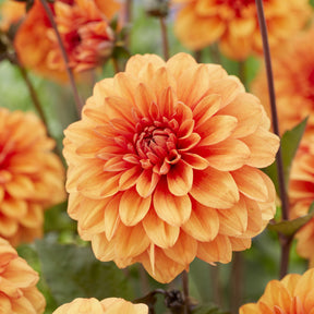 Decoratieve dahlia David Howard - Willemse