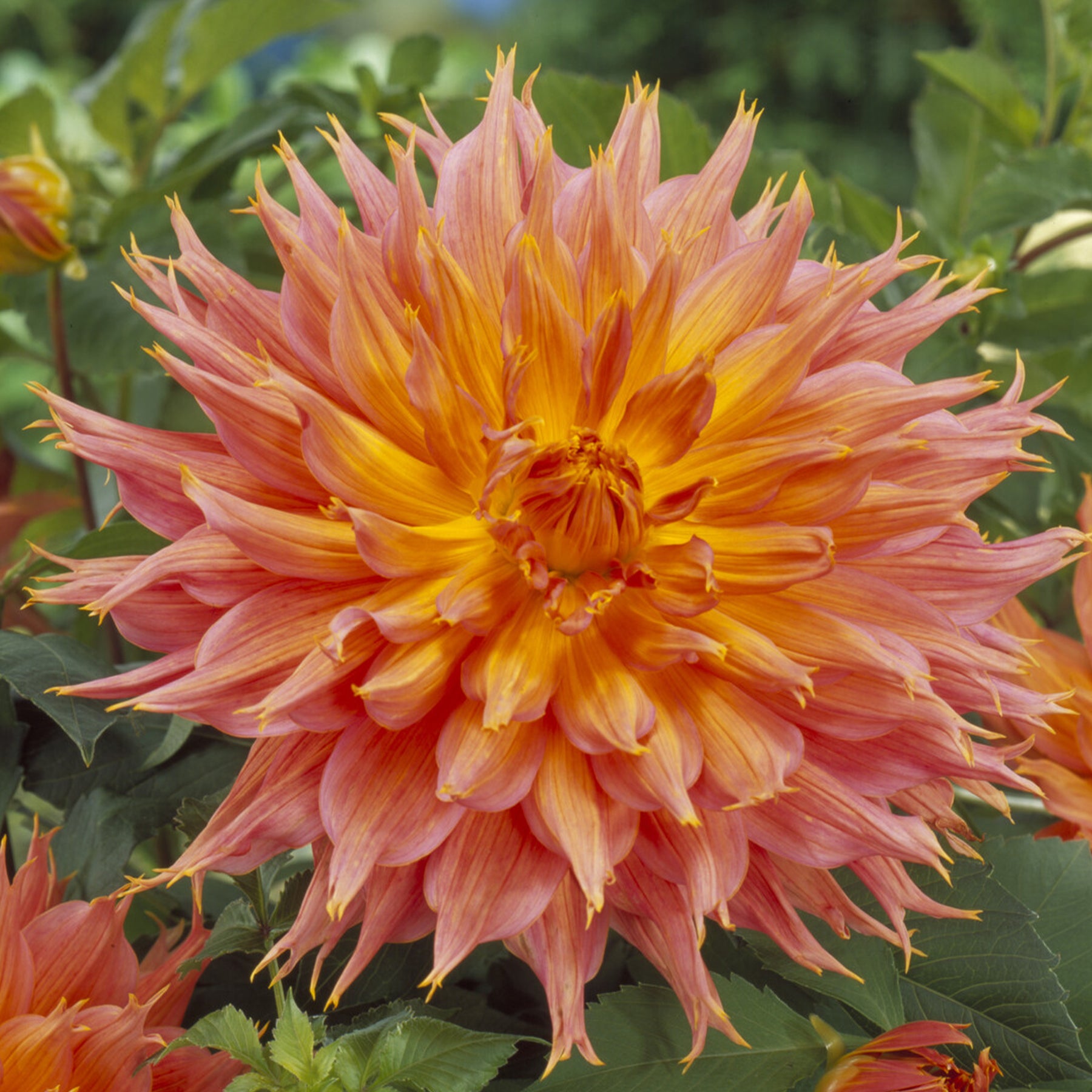 Decoratieve dahlia Omega - Willemse