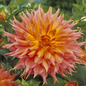 Decoratieve dahlia Omega - Willemse