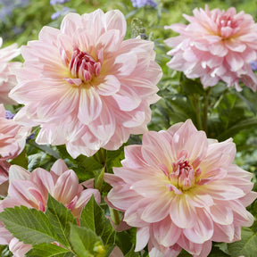 Reuzendahlia Fairway Pilot - Willemse