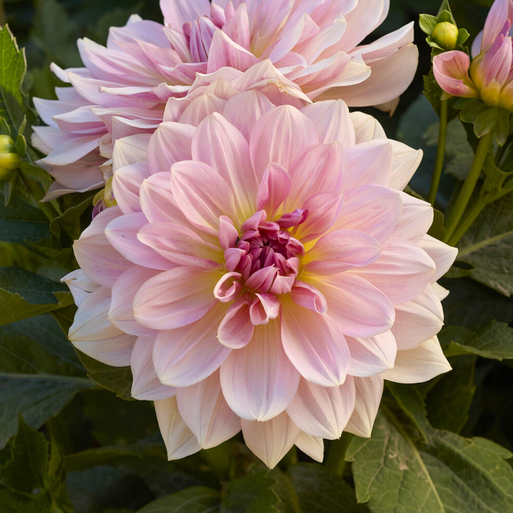 Reuzendahlia Fairway Pilot - Dahlia Fairway Pilot - Willemse