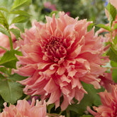 Reuzendahlia Fairway Spur - Dahlia Fairway Spur - Willemse