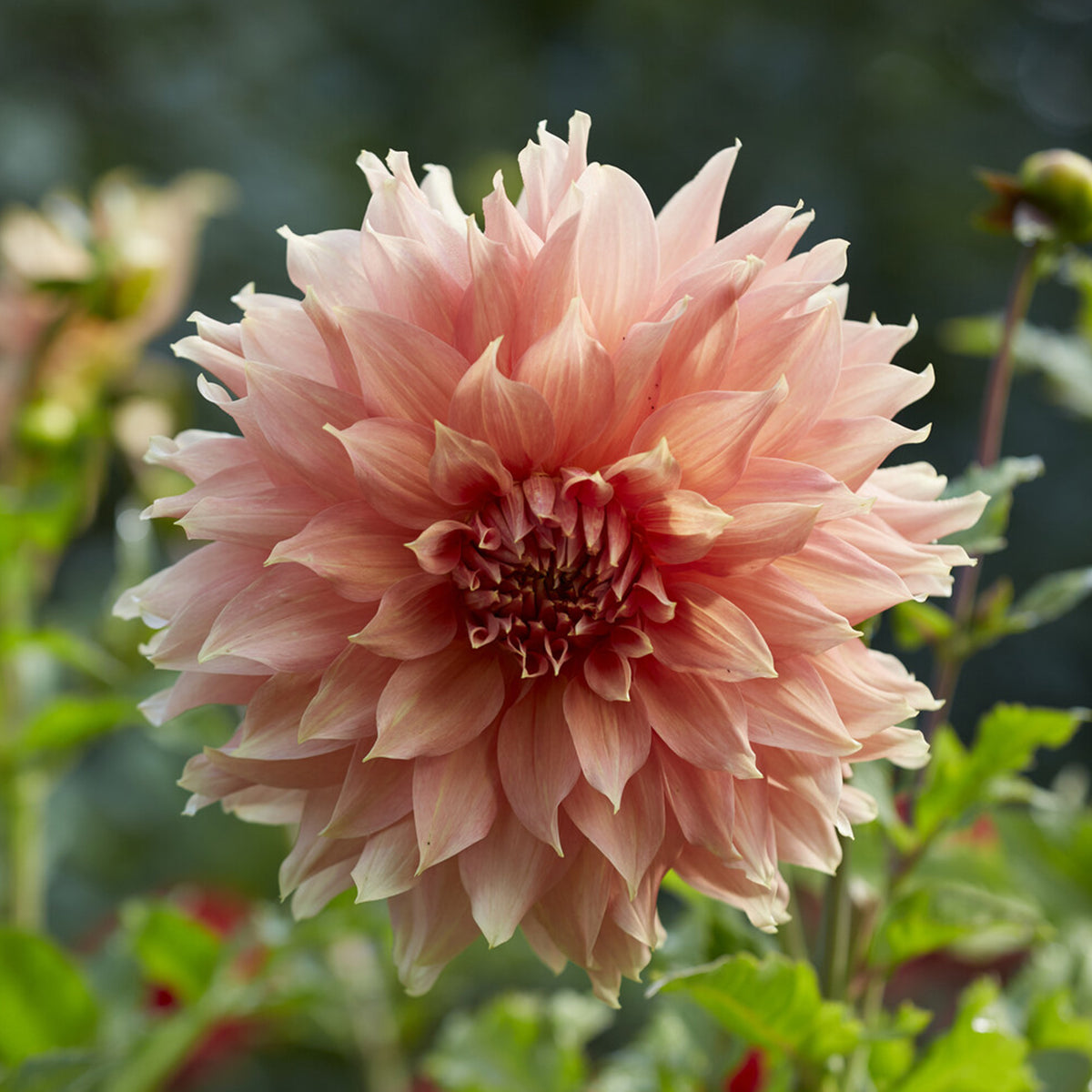 Reuzendahlia Fairway Spur - Willemse