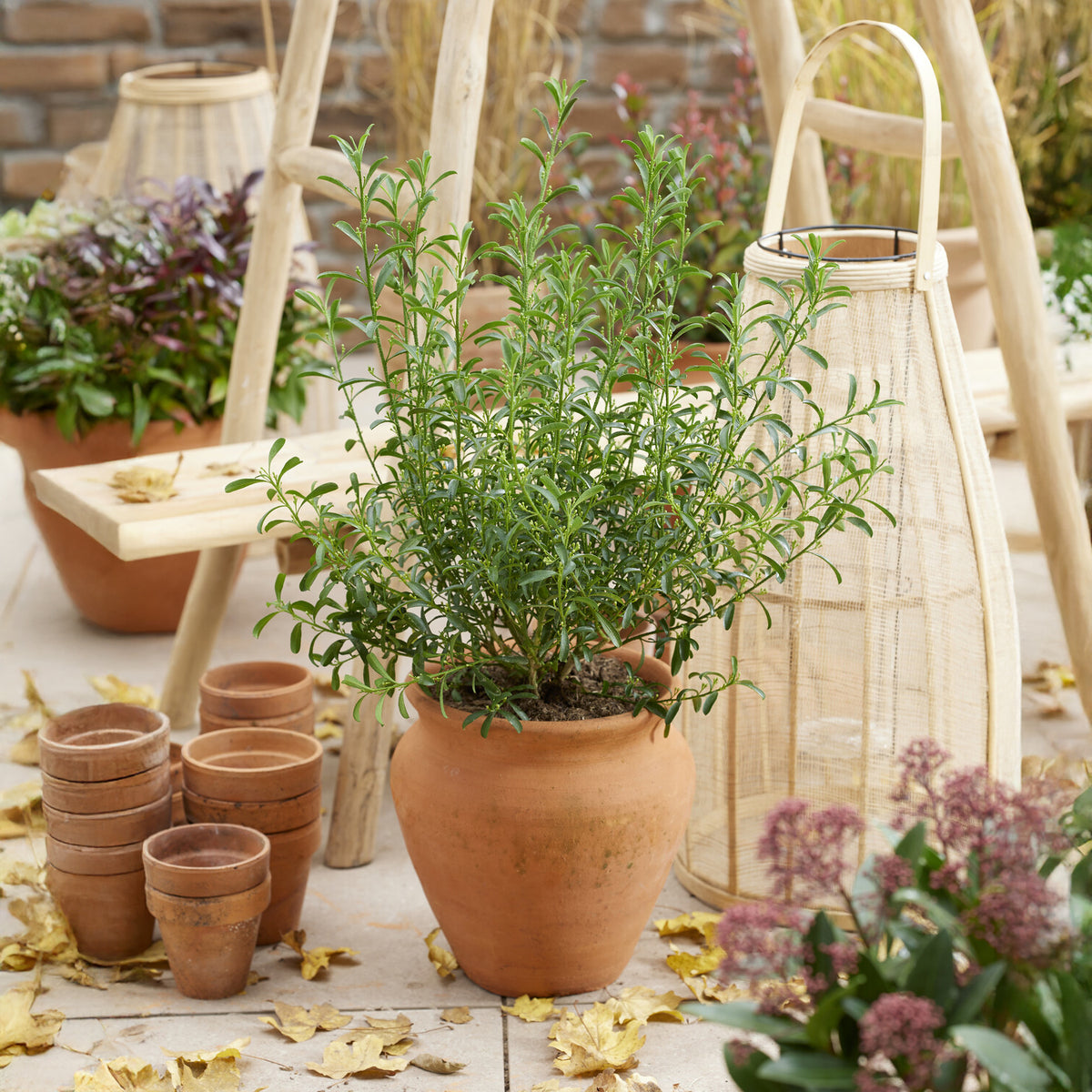 Eriostemon White Star - Willemse