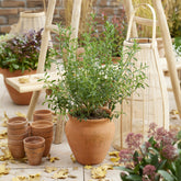 Eriostemon White Star - Willemse