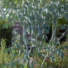 Eucalyptus Blue Ice - Willemse