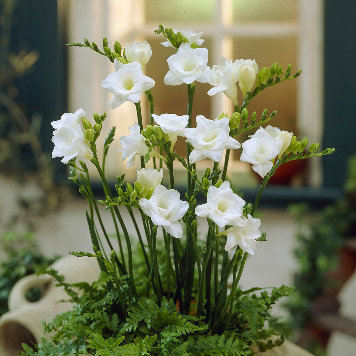 Dubbele witte fresia's (x25) - Freesia Double Blanc - Willemse