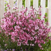 Gaura lindheimeri Baby Butterfly Dark Pink - Prachtkaars Baby Butterfly Dark Pink - Gaura