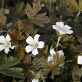 Ooievaarsbek Sanne - Geranium oxonianum Sanne - Willemse