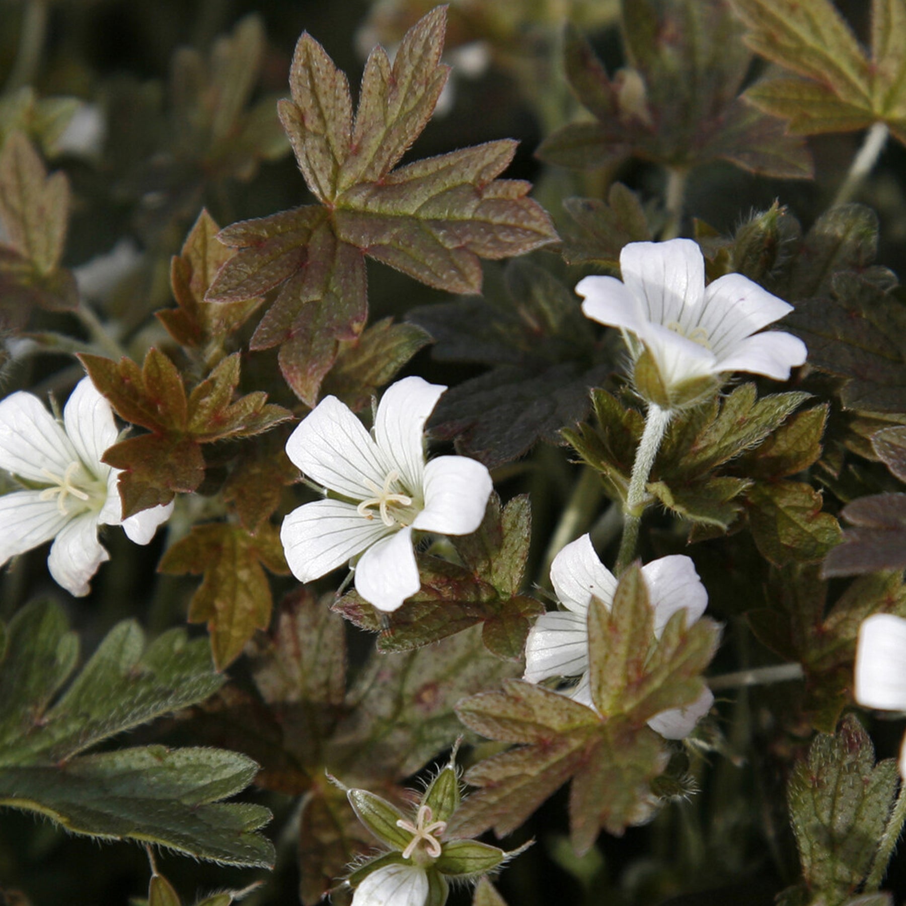 Ooievaarsbek Sanne - Geranium oxonianum Sanne - Willemse