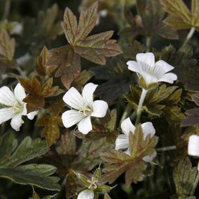 Ooievaarsbek Sanne - Geranium oxonianum Sanne - Willemse