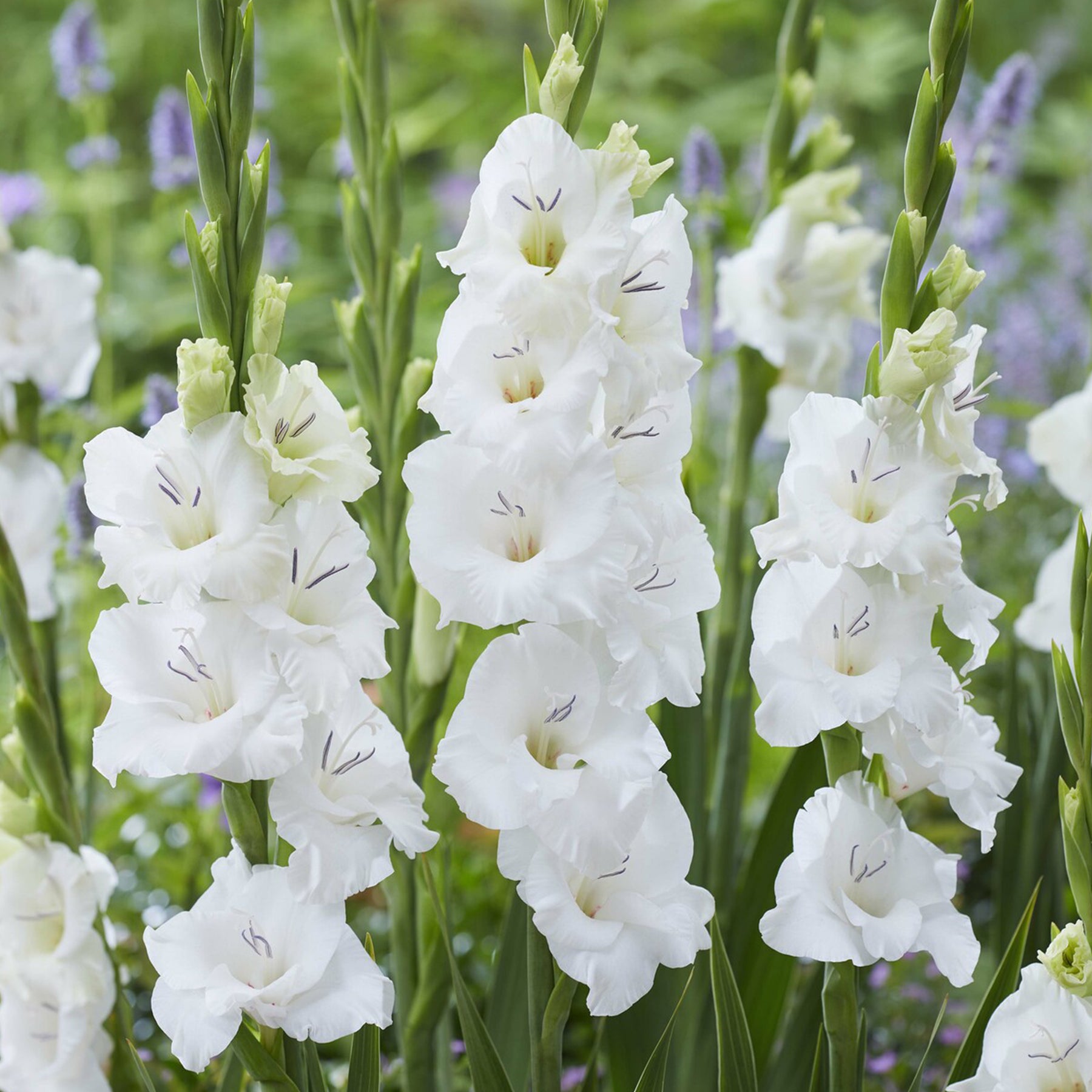 Gladiolen 'Blondy' (x25) - Gladiolus Blondy - Willemse