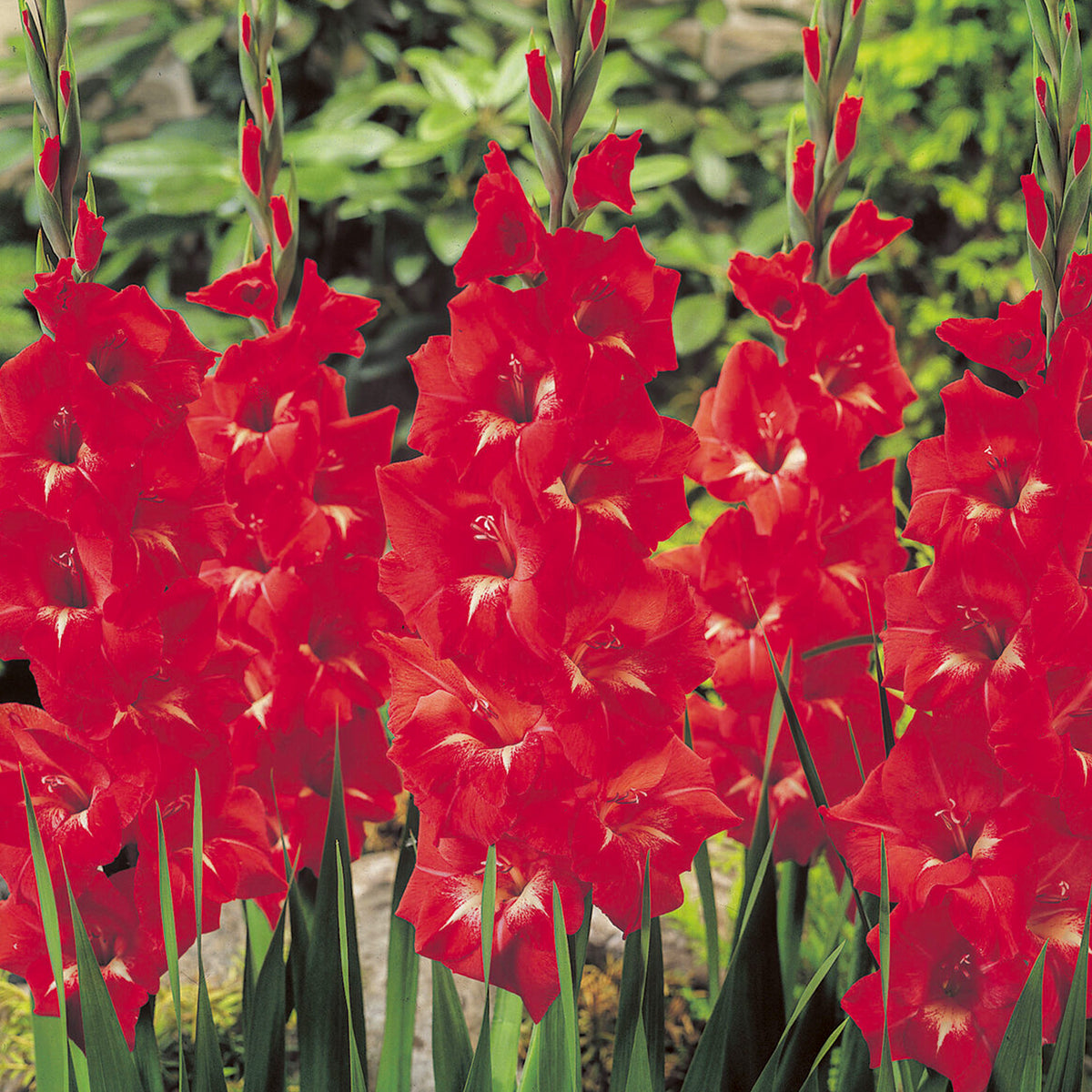 Gladiolen Trader Horn - Gladiolus Traderhorn - Willemse