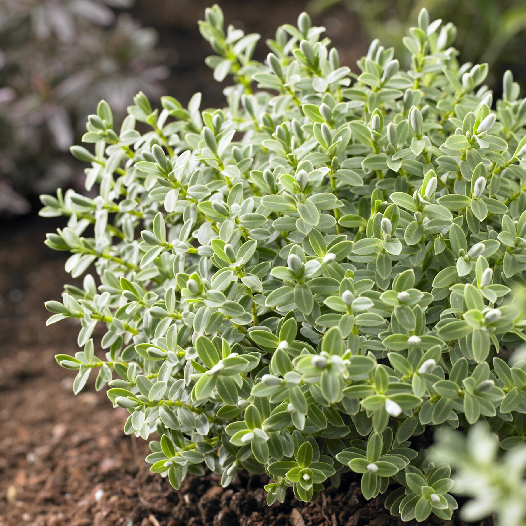 Struikveronicastruik Sutherlandii - Willemse