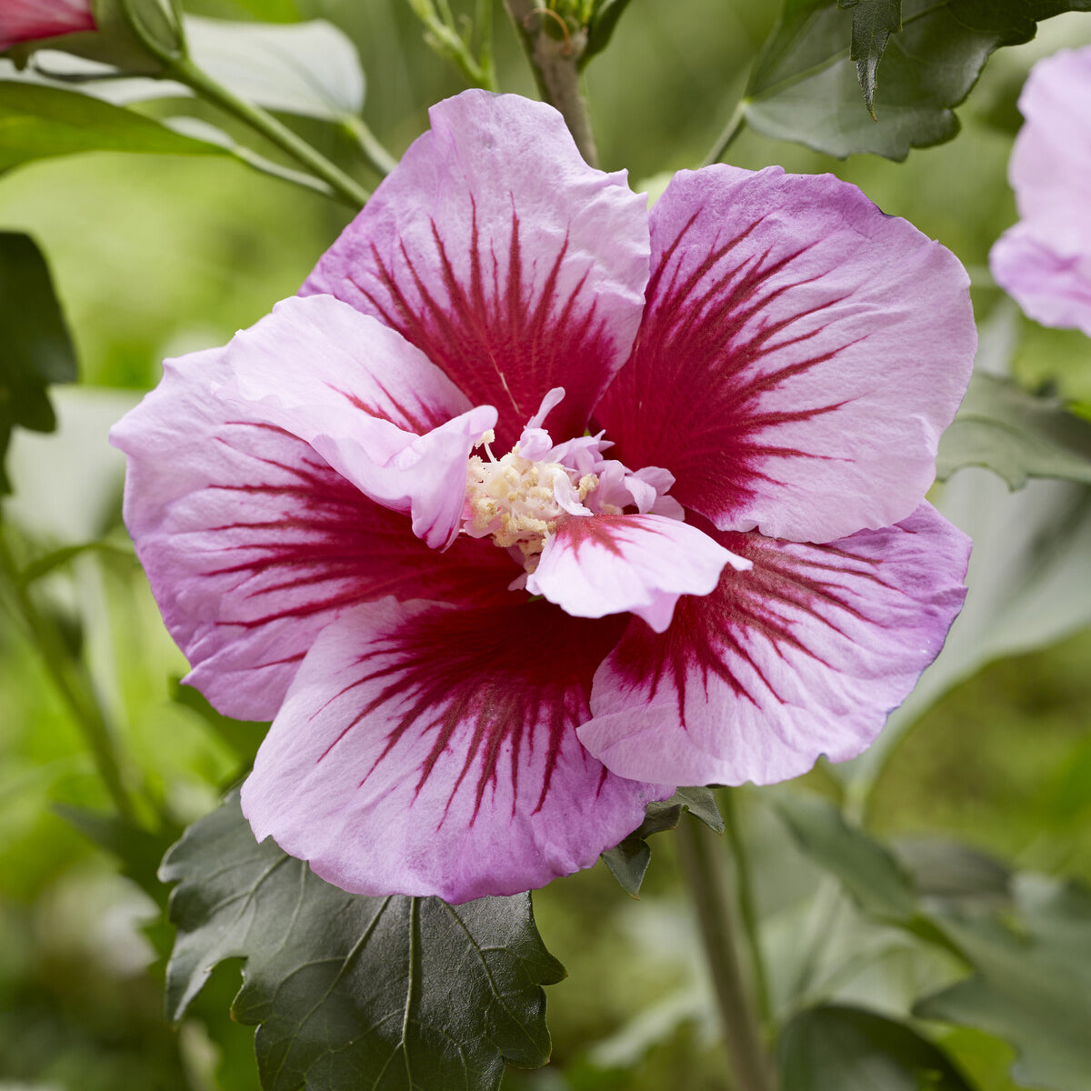 Hibiscus Flower Tower Purple® - Hibiscus syriacus Flower Tower Purple ® - Willemse