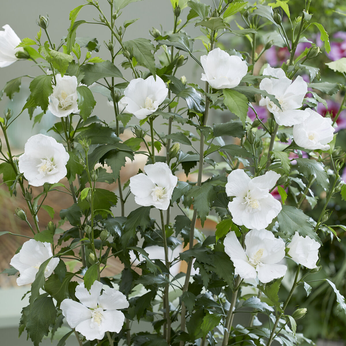 Hibiscus Flower Tower White®