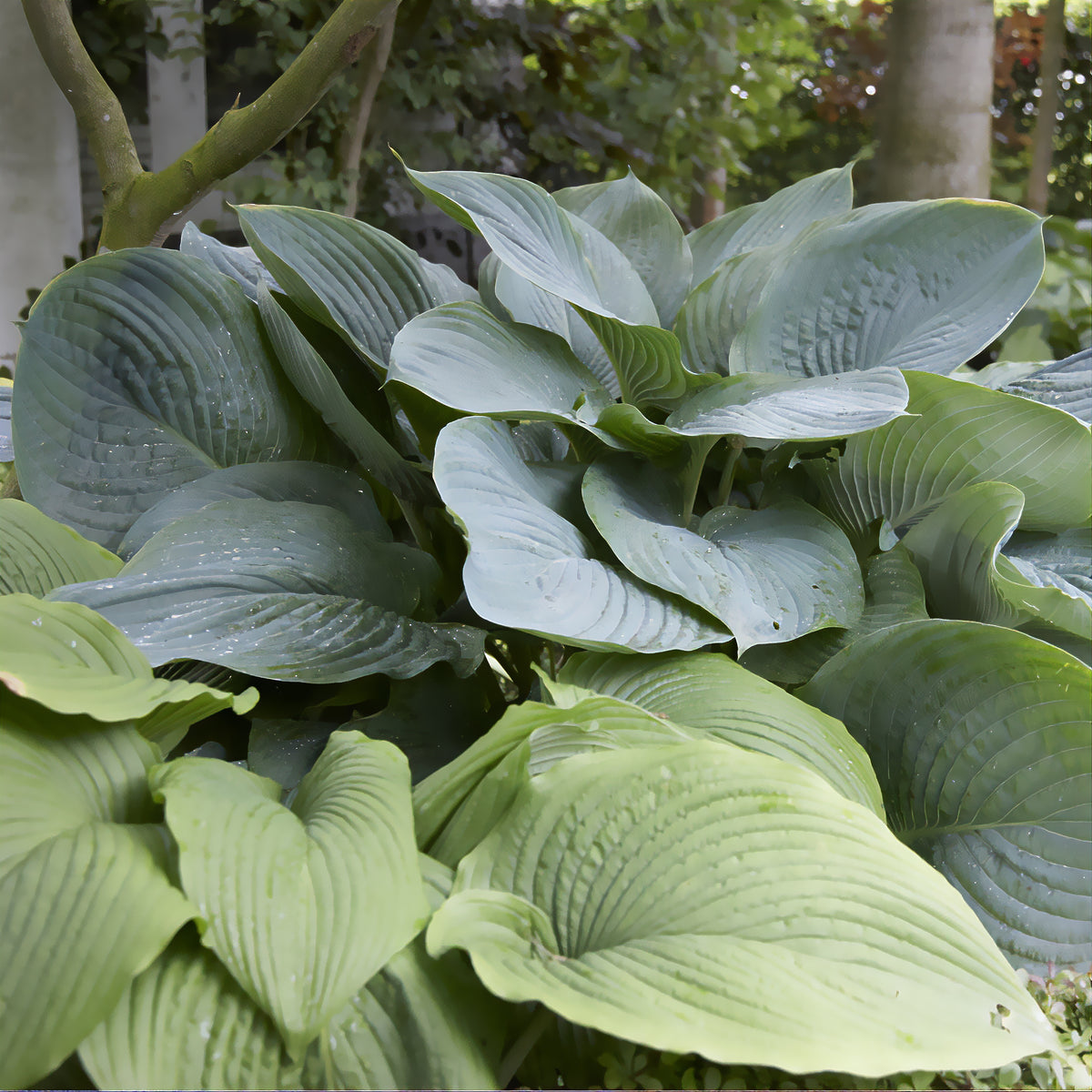 Hartlelie Empress Wu - Hosta Empress Wu - Willemse