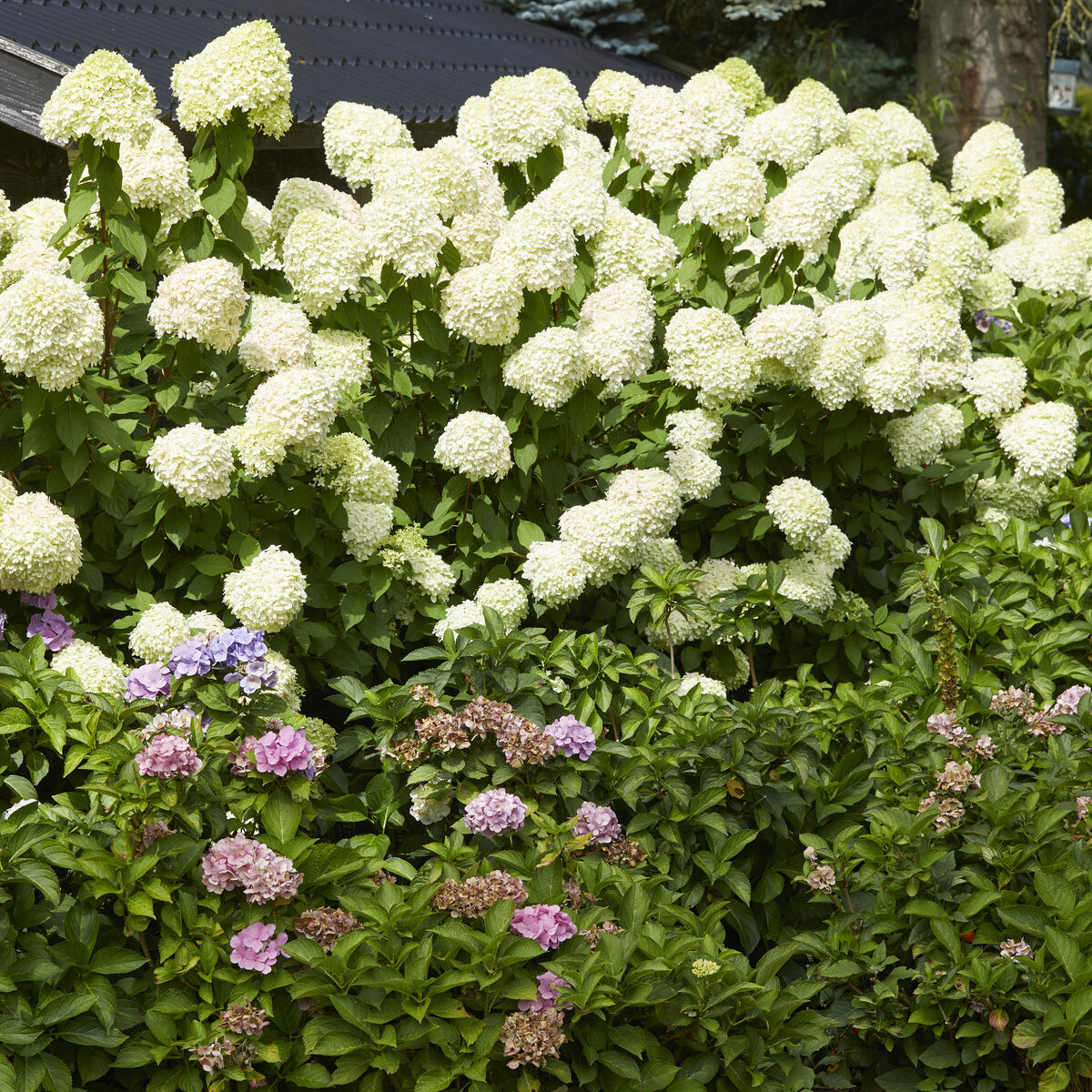 Pluimhortensia - Pluimhortensia Limelight® - Hydrangea paniculata Limelight ®