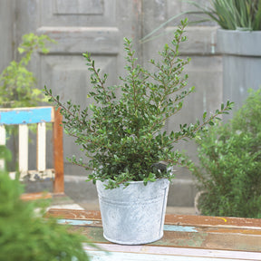 Dwerghulst - Ilex crenata Stokes - Willemse