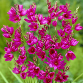 30 tarwelelie Mabel - Ixia Mabel - Willemse