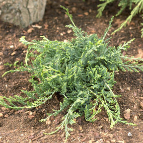 Kruipjeneverbes Wiltonii - Juniperus horizontalis Wiltonii - Willemse