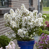 Lagerstroemia indica With Love® Virgin - Lagerstroemia With Love® Virgin - Indische sering