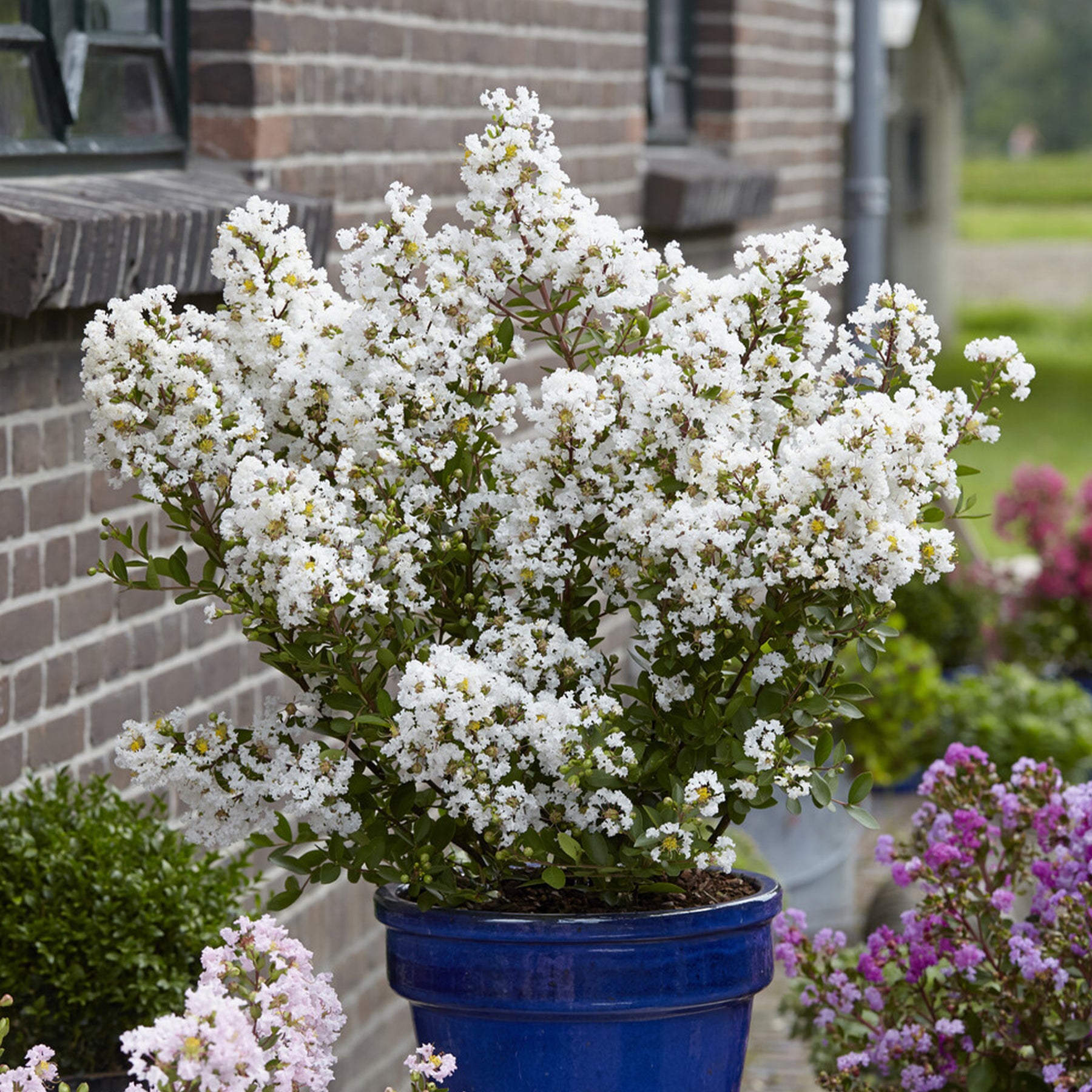 Lagerstroemia indica With Love® Virgin - Lagerstroemia With Love® Virgin - Indische sering