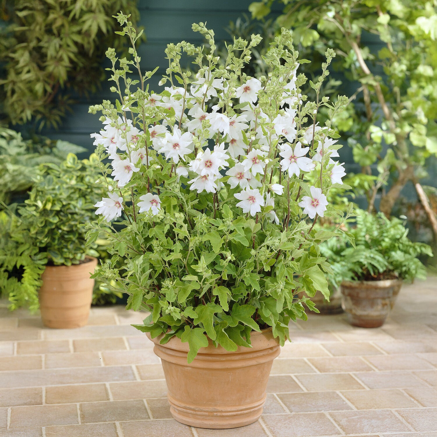 Lavatera Barnsley Baby - Lavatera Barnsley Baby - Lavatera - Struikmalva