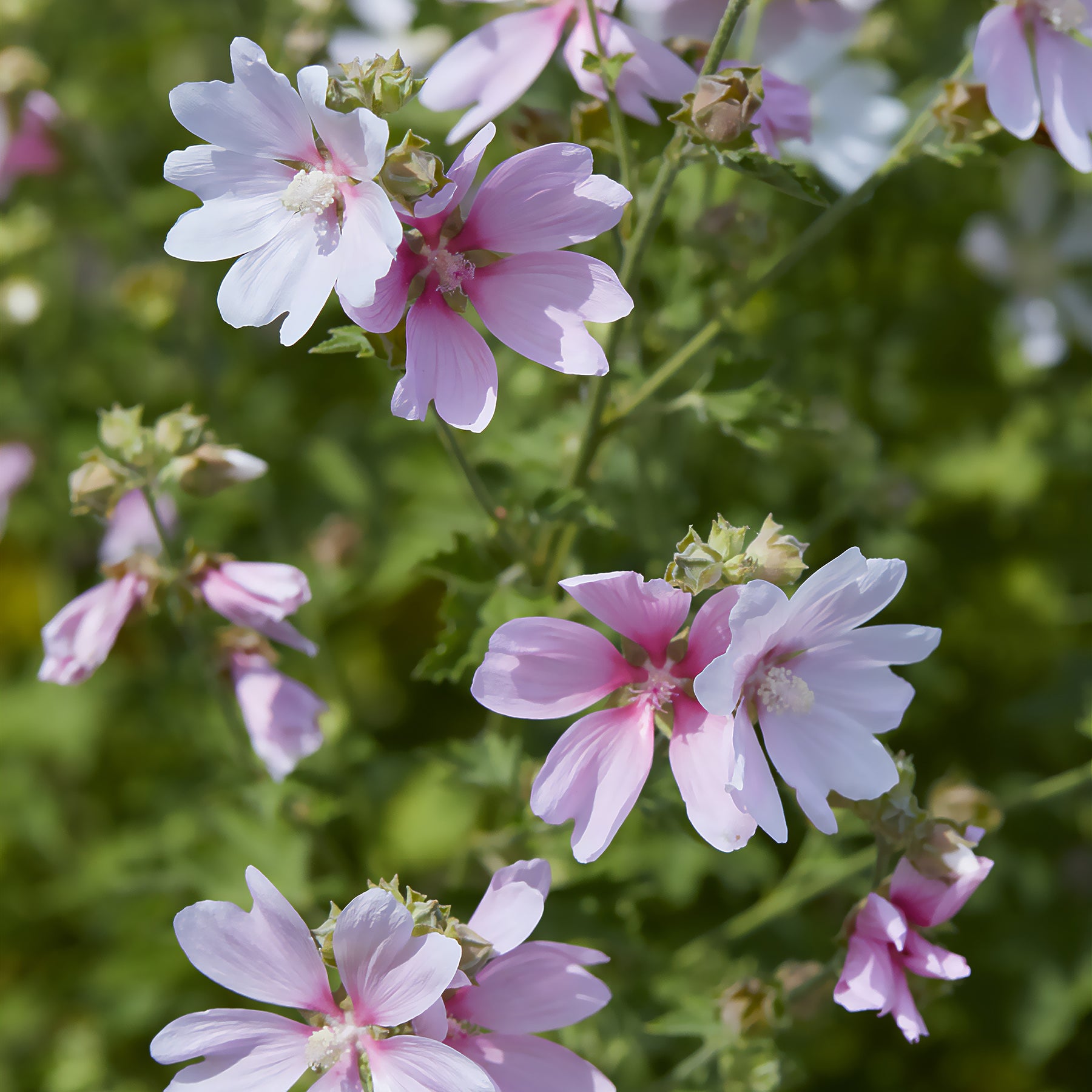 Lavatera Barnsley Baby - Lavatera Barnsley Baby - Willemse