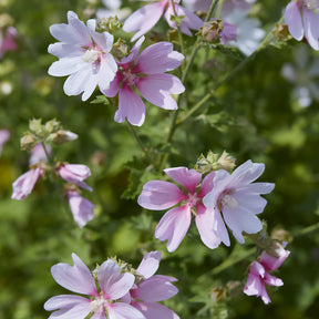 Lavatera Barnsley Baby - Lavatera Barnsley Baby - Willemse