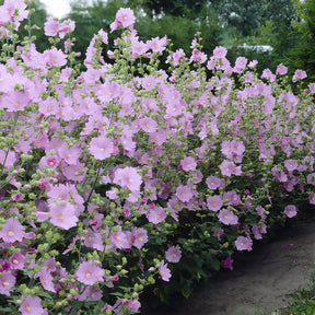 Lavatera Candy Floss - Willemse